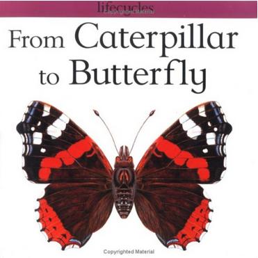 From Caterpillar to Butterfly L2.7