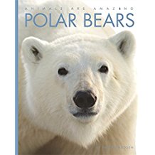 Animals Area Mazing: Polar Bears